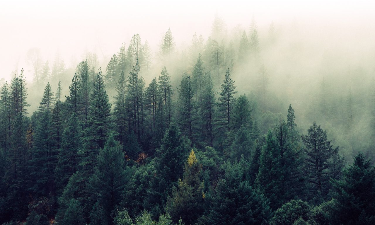 Landscape II